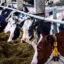 A Minnesota Dairy Company’s Rapid Expansion Is Prompting Lawsuits Against Regulators