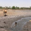 As Seas Rise, Scientists Race to Save Coastal Marshes From Drowning