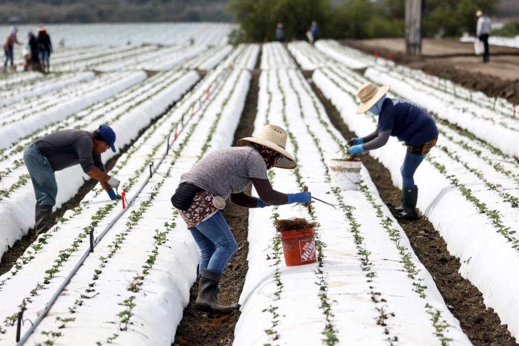 Can California Farmers Break Free From Plastic?