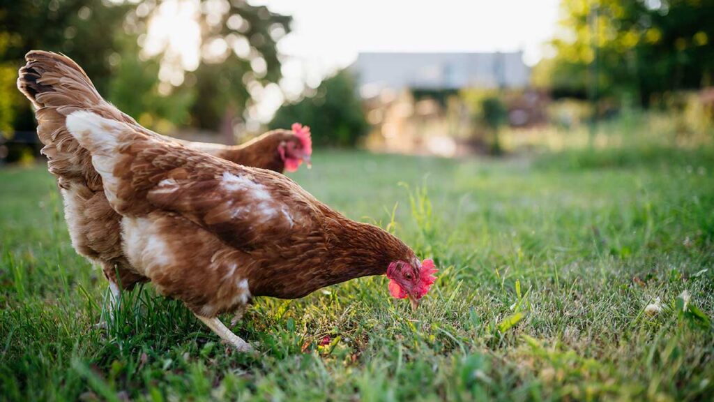 Chickenomics: The Economics of Backyard Chickens