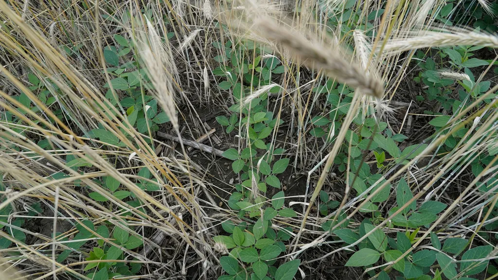 Cover crops help make soils healthy