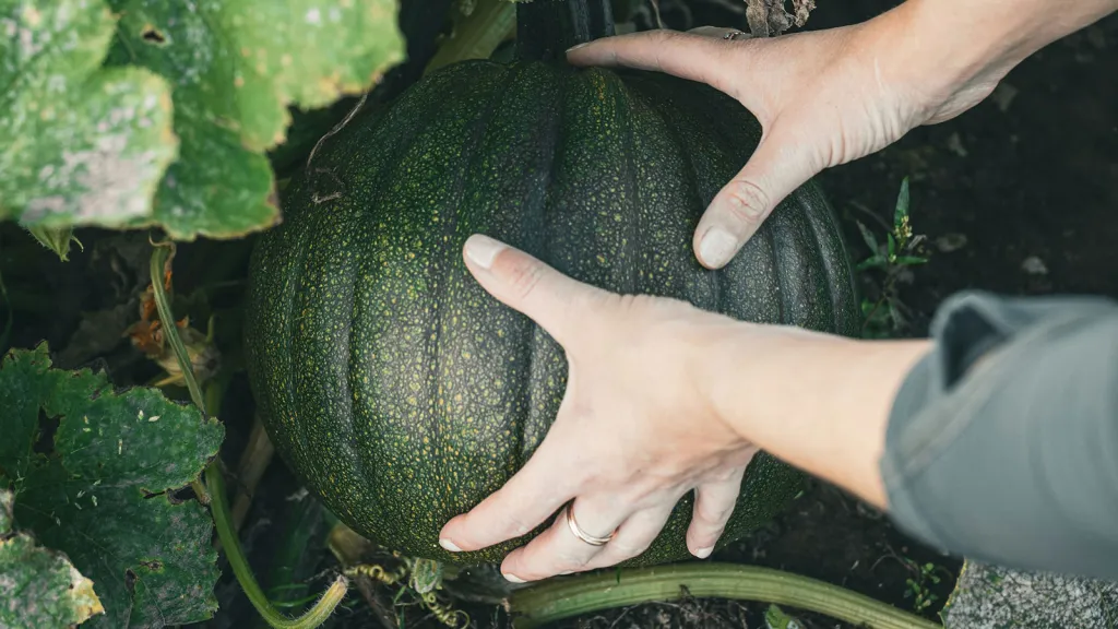 Farmers learn how to grow crops with dramatically less water