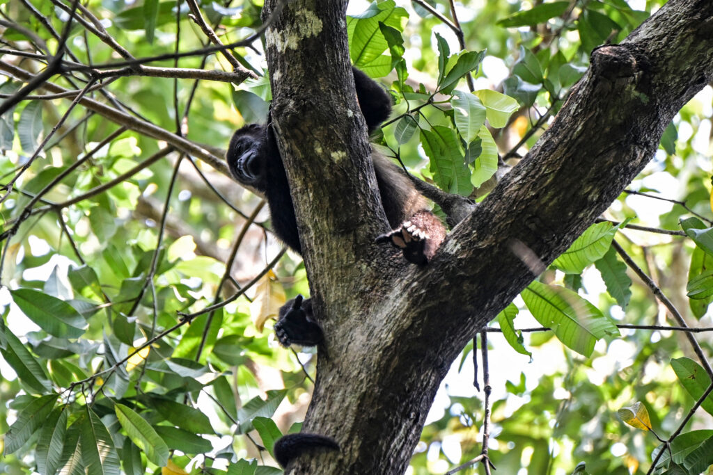 Microplastics Found in Mexican Howler Monkeys Living in a UNESCO Biosphere Reserve