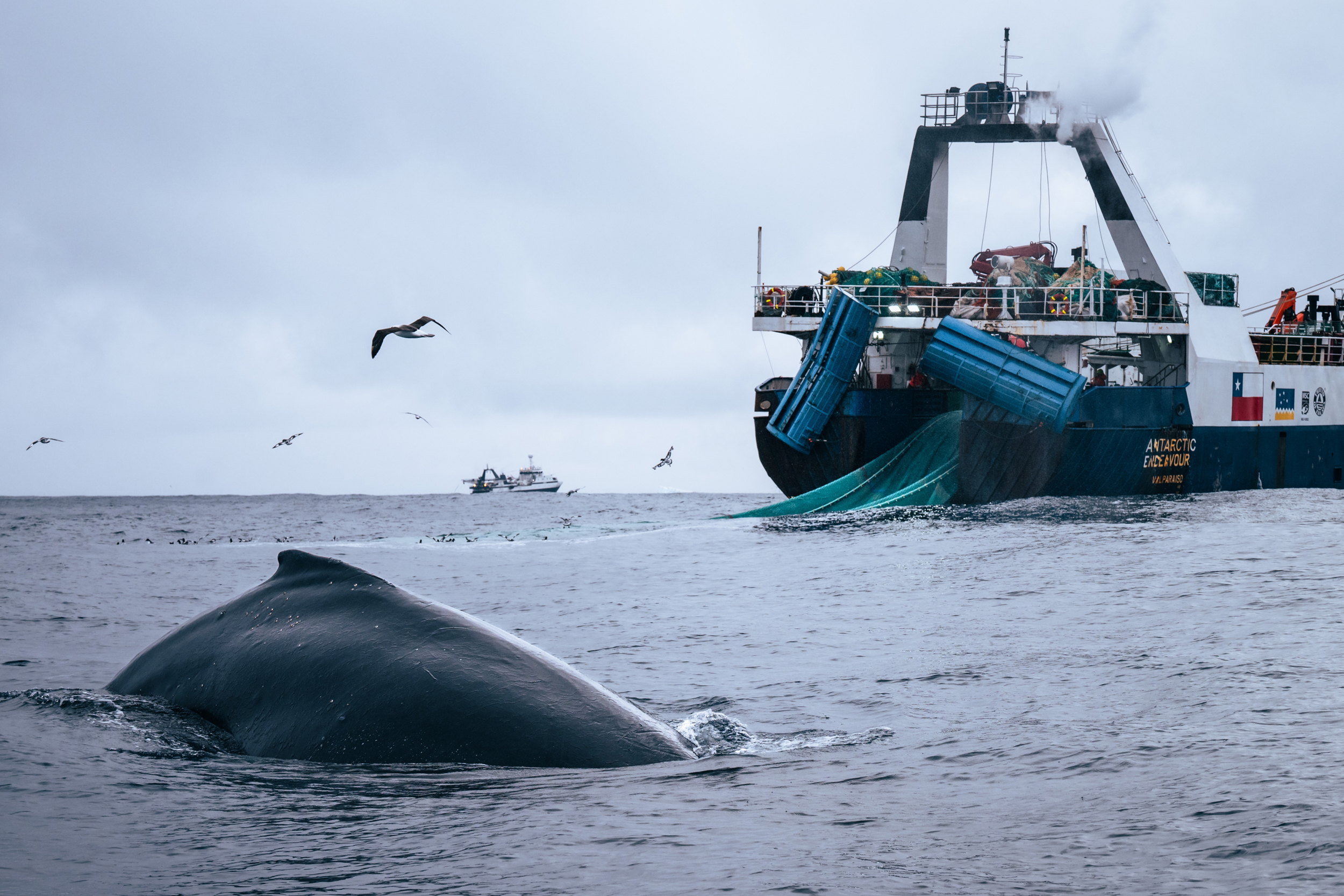 Whales Have Rebounded in the Southern Ocean. Scientists Worry Commercial Fishing Could Threaten Their Comeback.