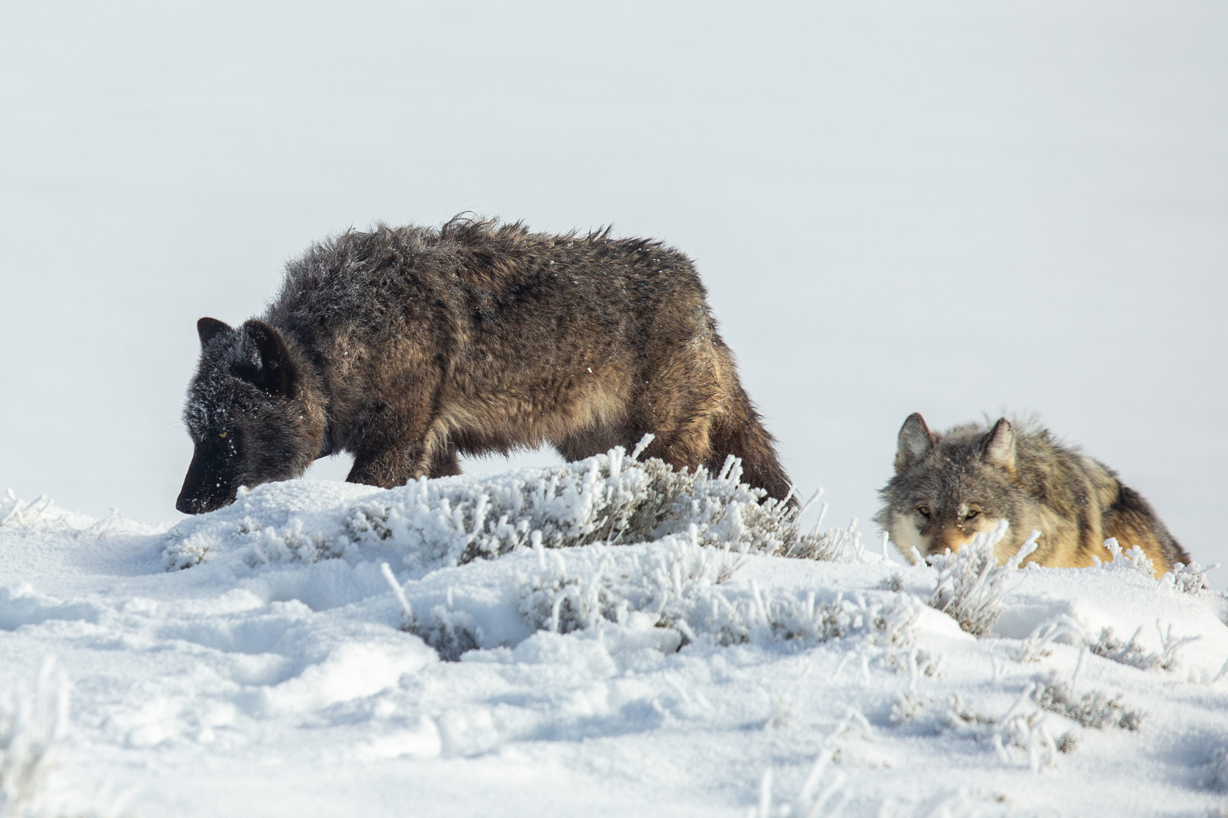Trump Targets Big Bad Wolves, but Ranchers Say Other Administration Actions Drive Their Woes