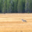 Trump Targets Big Bad Wolves, but Ranchers Say Other Administration Actions Drive Their Woes