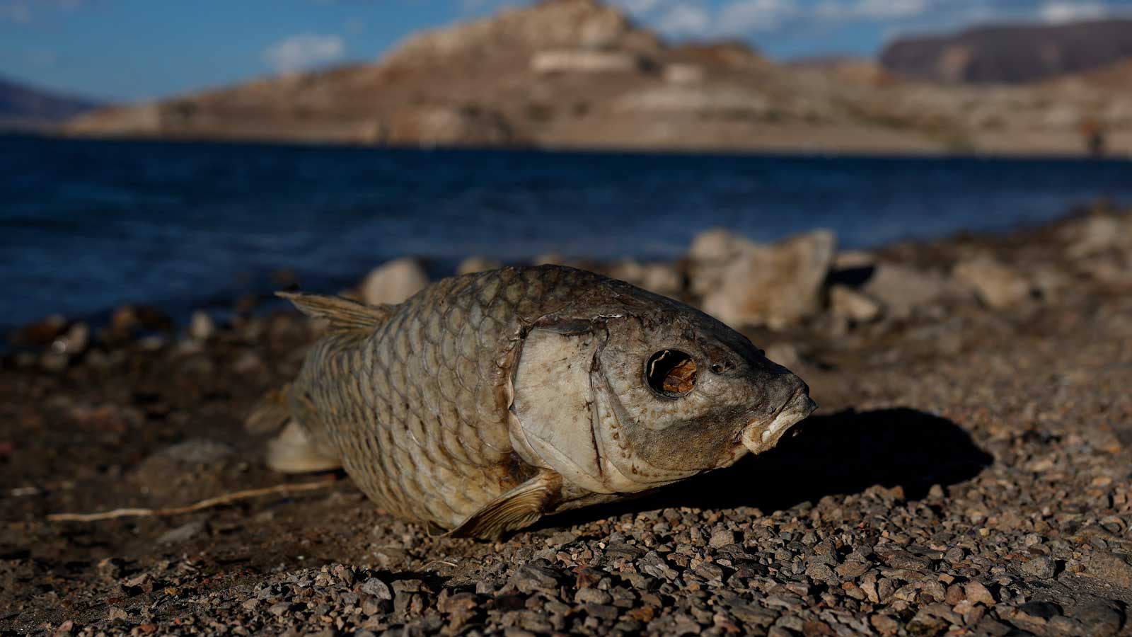 Scientists link fossil fuel producers to the West’s worsening water shortages