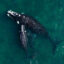 Whales Have Rebounded in the Southern Ocean. Scientists Worry Commercial Fishing Could Threaten Their Comeback.