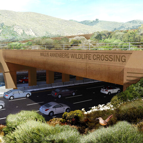 Rewilding, Biodiversity and Biophilia in Architecture