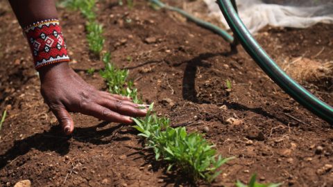 More support needed to power Africa’s food systems with renewables, experts say