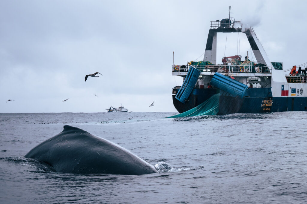 Whales Have Rebounded in the Southern Ocean. Scientists Worry Commercial Fishing Could Threaten Their Comeback.