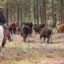 Trump Targets Big Bad Wolves, but Ranchers Say Other Administration Actions Drive Their Woes