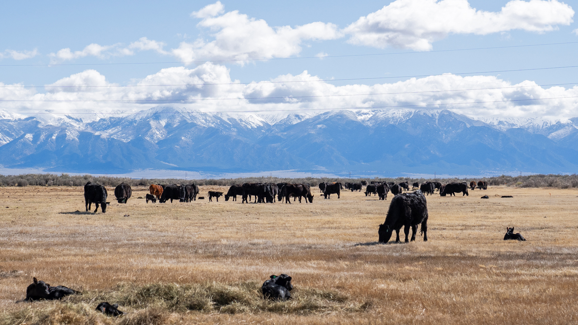 Trump Targets Big Bad Wolves, but Ranchers Say Other Administration Actions Drive Their Woes