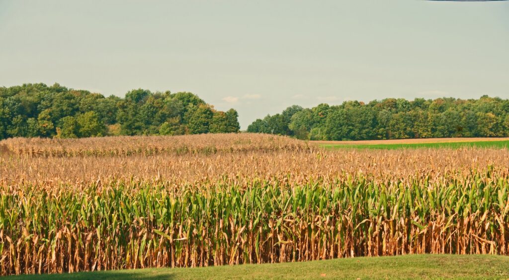 As family farms decline and the climate heats up, farmers weigh what to do with their land