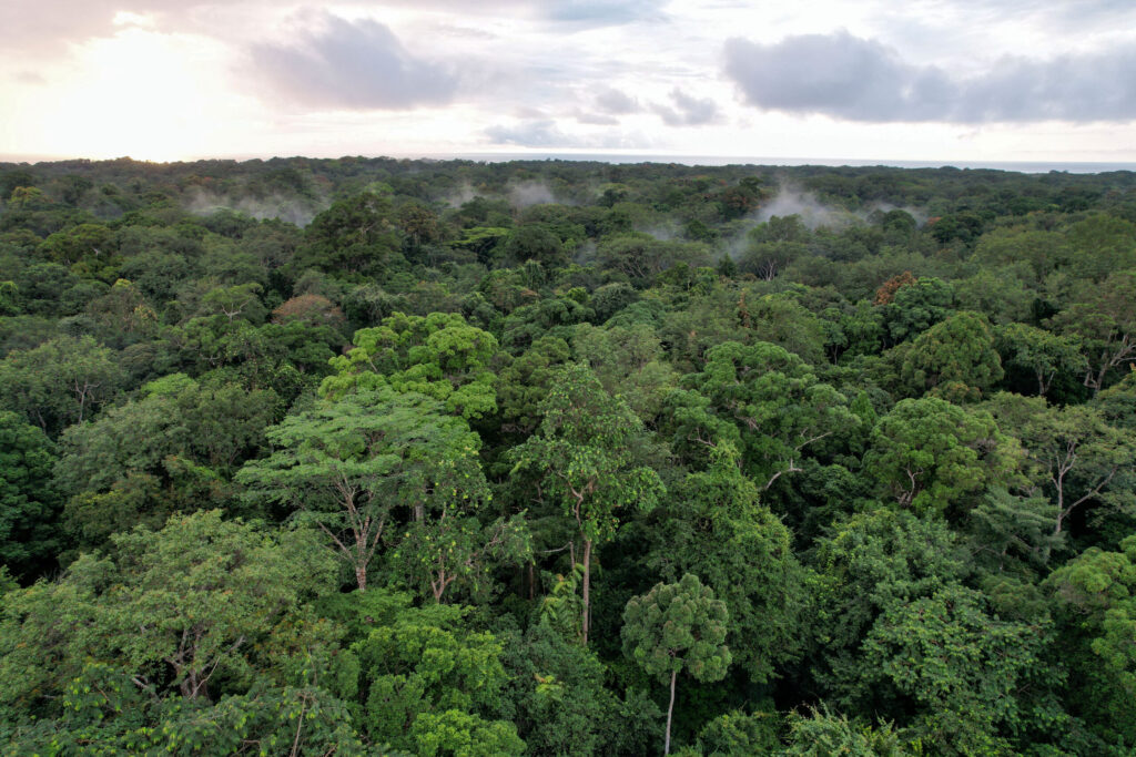 UK’s budget juggling trick with rainforest loan for bus-fare cap needs transparency