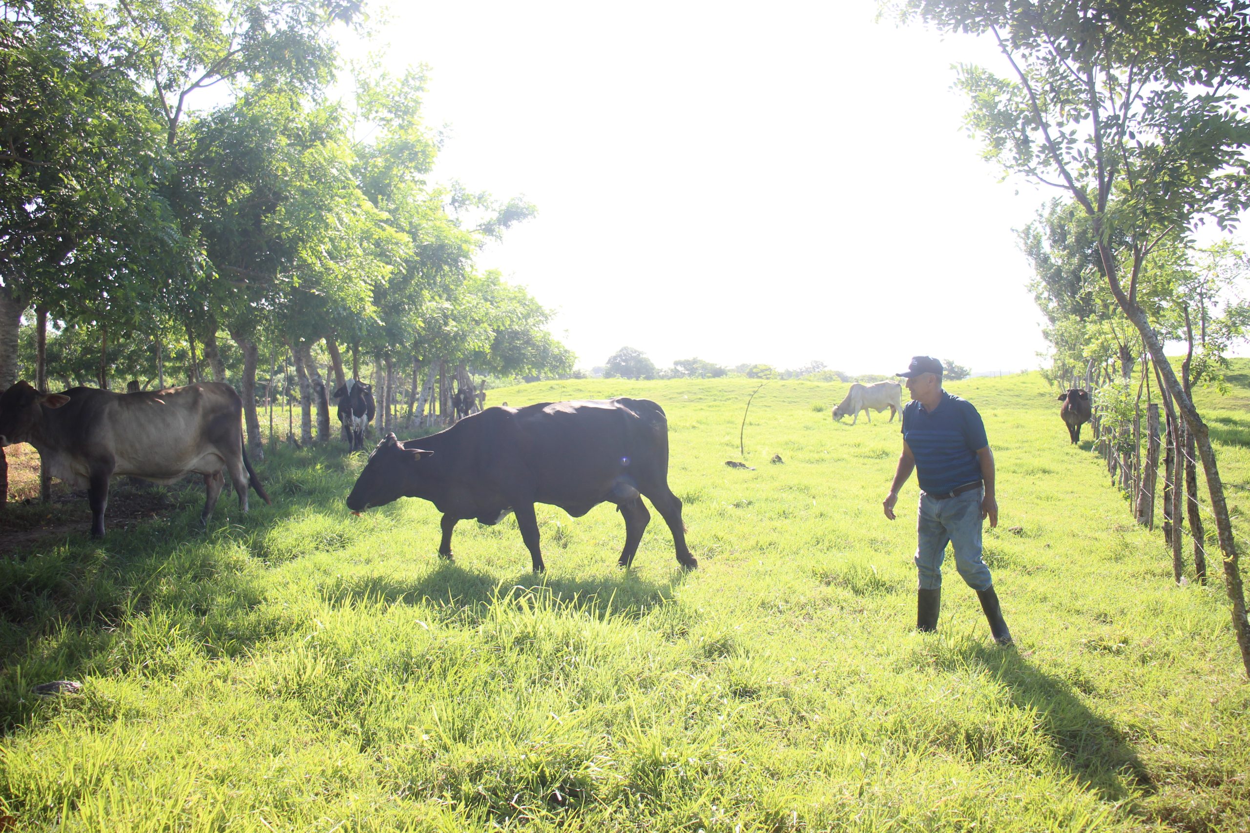 Mientras El Niño agrava la sequía en Panamá, los árboles ayudan a los ganaderos a sobrevivir