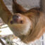 Federal Lawmakers Introduce Bipartisan Bill to Ban Wild Sloth Imports
