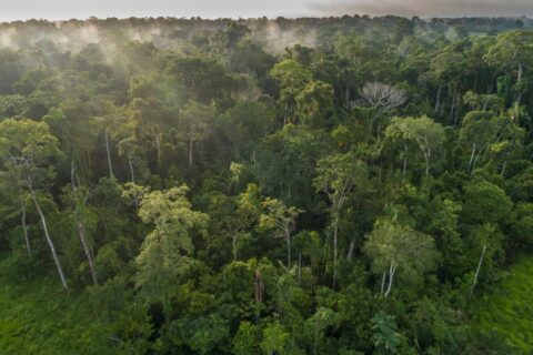 Protecting nature is a public duty, not a Wall Street profit opportunity