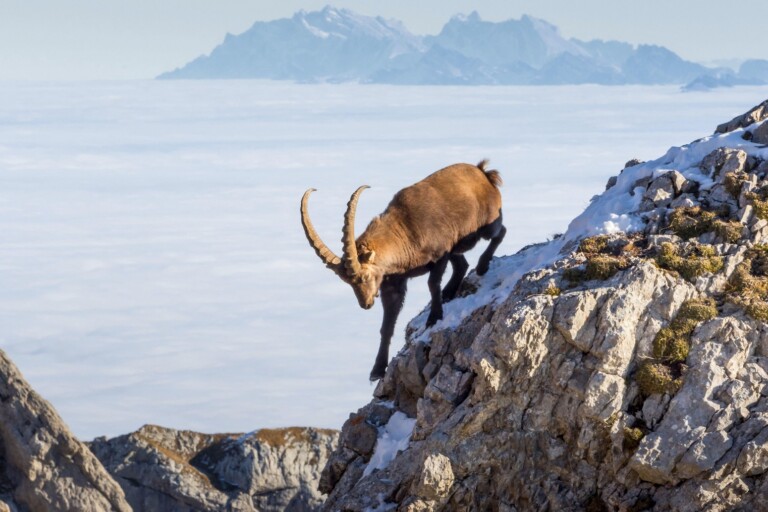 COP17: Which countries have released new pledges to tackle nature loss?