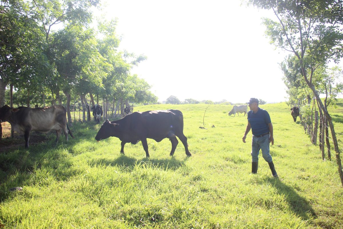 Mientras El Niño agrava la sequía en Panamá, los árboles ayudan a los ganaderos a sobrevivir
