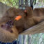 Federal Lawmakers Introduce Bipartisan Bill to Ban Wild Sloth Imports