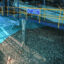 The Fire Retardant in the Seafood Chain