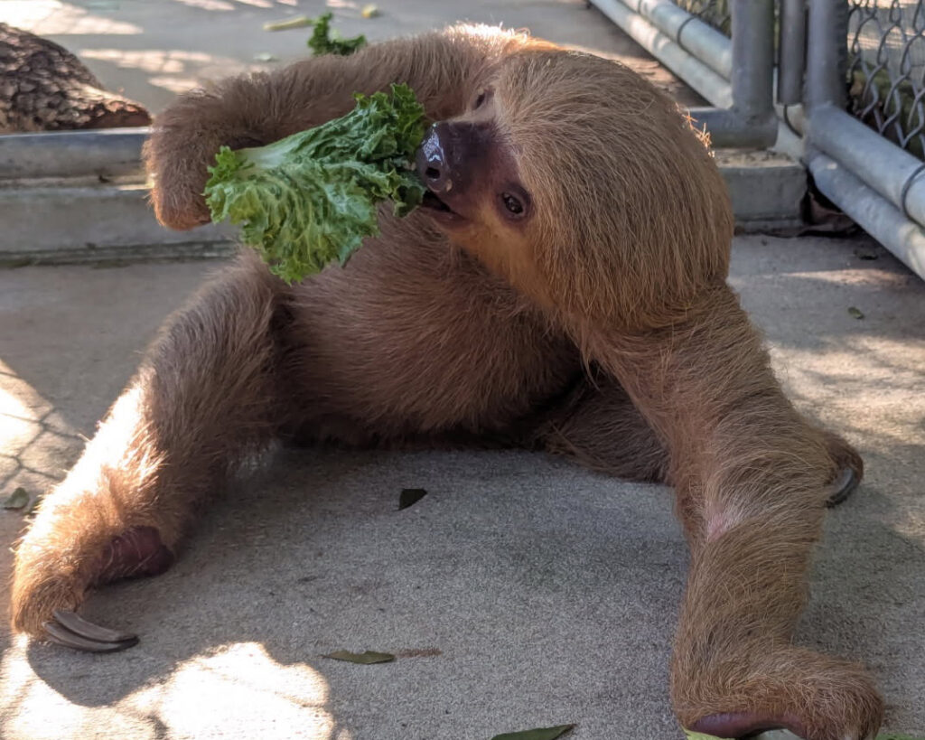 Federal Lawmakers Introduce Bipartisan Bill to Ban Wild Sloth Imports
