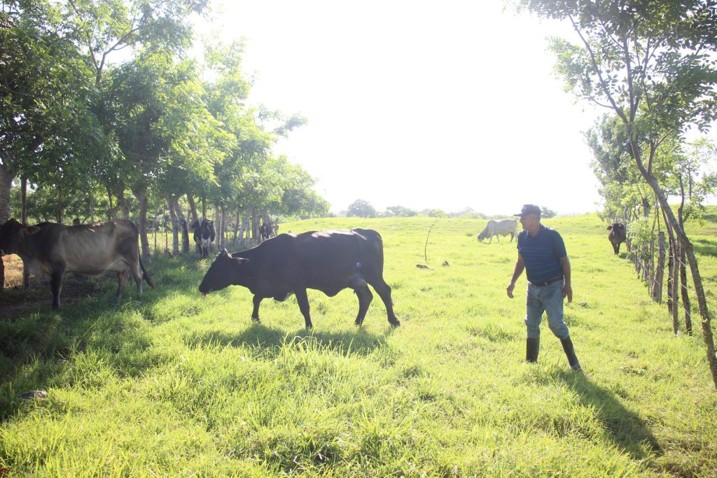 Mientras El Niño agrava la sequía en Panamá, los árboles ayudan a los ganaderos a sobrevivir