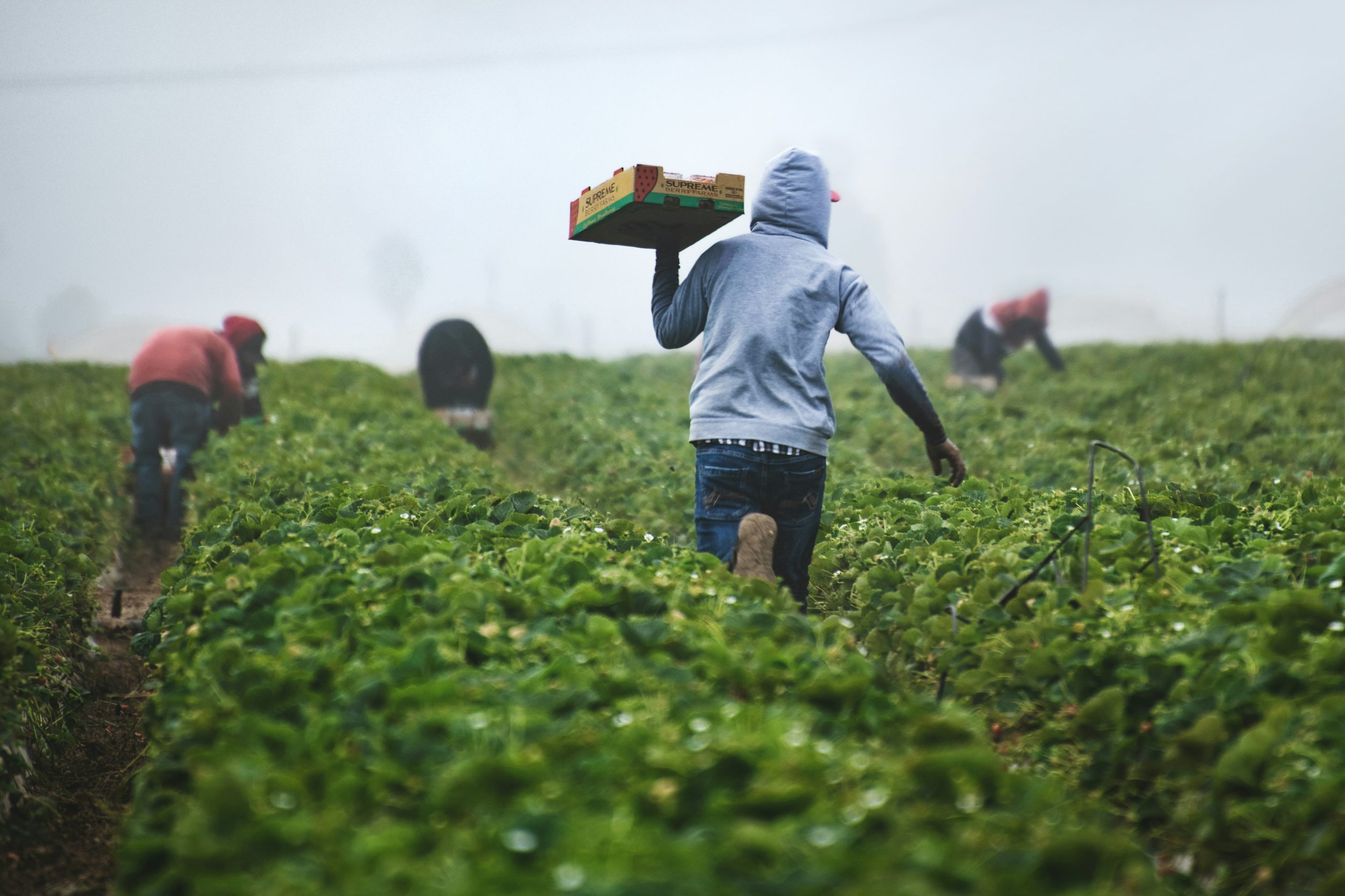 Washington State’s new cooling law protects farm workers. But do they know about it?