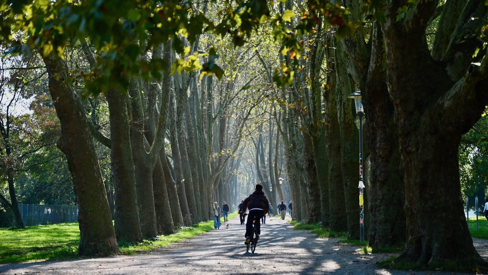 Pampered city trees deal with stress better than their country cousins