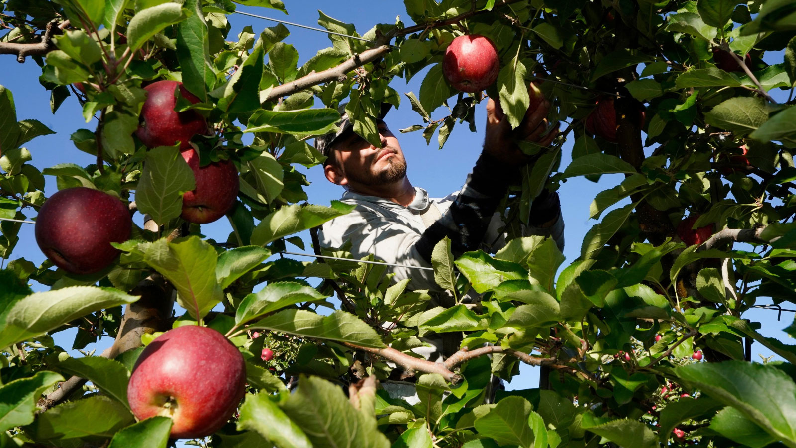 Poor apple crop blamed on early spring, late freeze