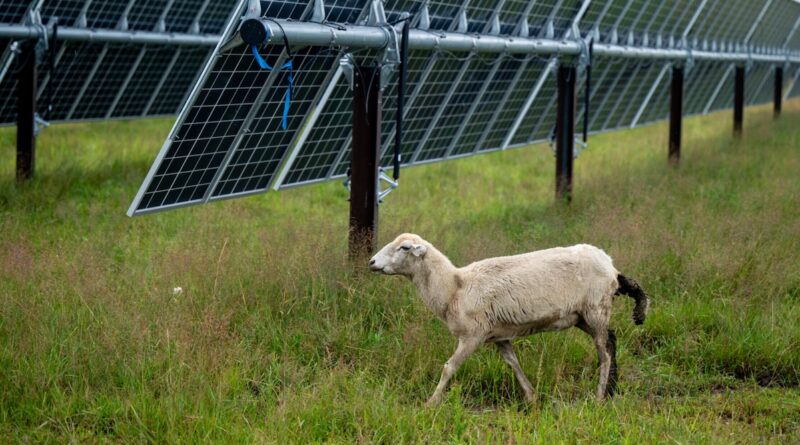 Trump Must Absolutely Love Solar Panels, Because They Help Farmers