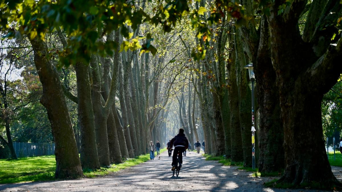 Pampered city trees deal with stress better than their country cousins