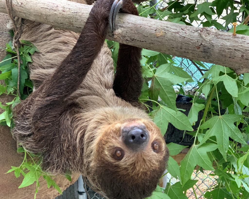 Federal Lawmakers Introduce Bipartisan Bill to Ban Wild Sloth Imports