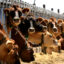 Farmers and Advocates Say the Global Food System Is Failing—and Its Financiers Are to Blame