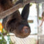 Federal Lawmakers Introduce Bipartisan Bill to Ban Wild Sloth Imports