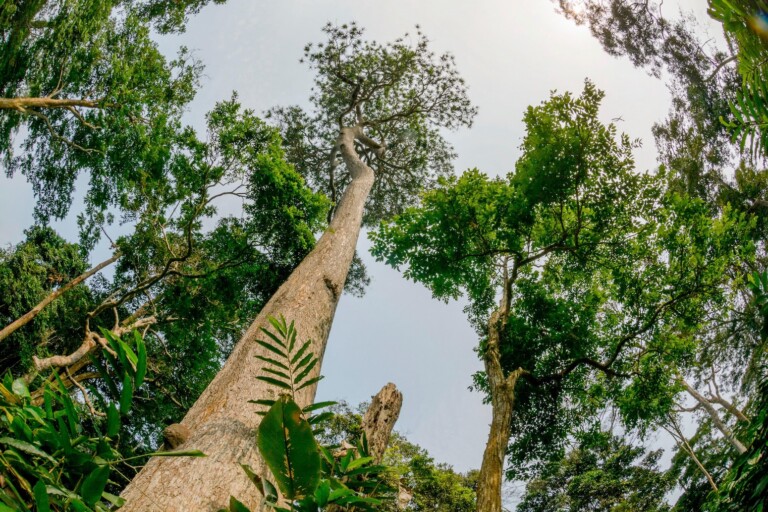 COP17: Developed countries ‘fall far short’ of UN targets for nature finance